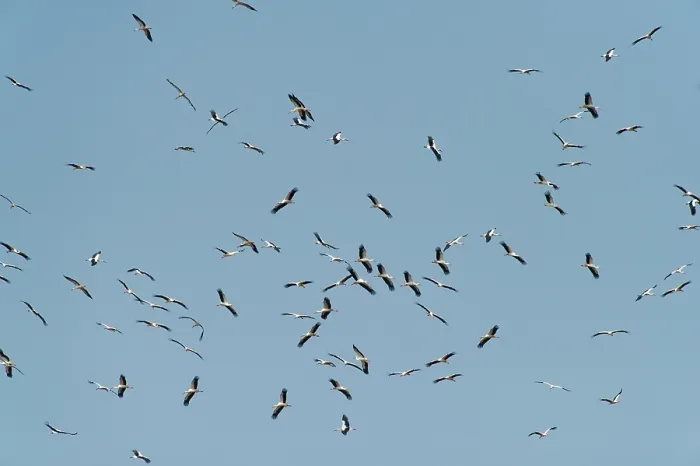 Framed Print : White storks (Ciconia ciconia) flock in flight, Marakele Private Reserve, Waterberg Biosphere Reserve, Limpopo Province, South Africa