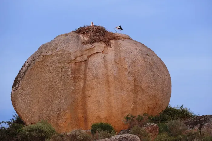 Framed Print : White storks (Ciconia ciconia) at nest, on large granite boulder, Los Barruecos Natural Monument