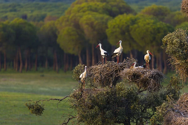 White storks (Ciconia ciconia) in nests in tree, Andalucia, Spain, March