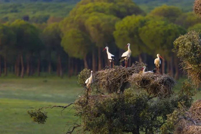 Framed Print : White storks (Ciconia ciconia) in nests in tree, Andalucia, Spain, March