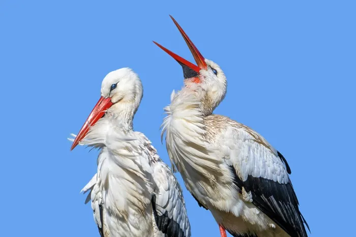 Framed Print : White storks (Ciconia ciconia) pair, perched on nest, male bill-clattering courtship display in spring, Zwin Nature Park, Knokke, West Flanders, Belgium. February