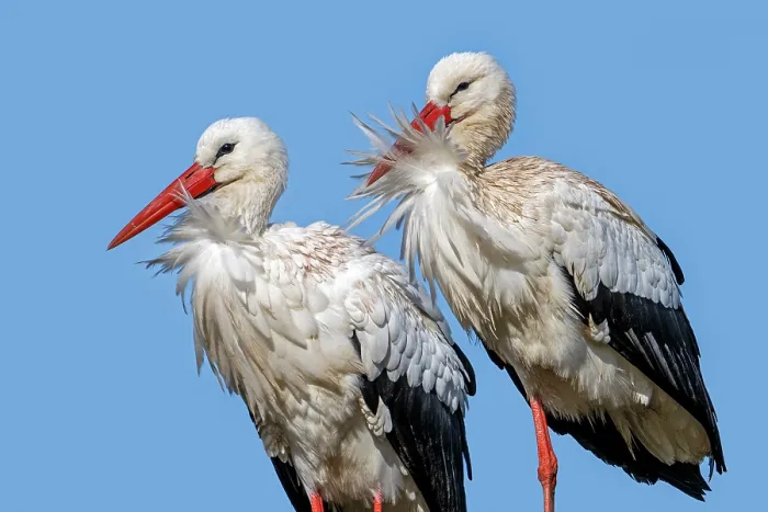 Framed Print : White storks (Ciconia ciconia) pair, portrait on a windy day, Zwin Nature Park, Knokke, West Flanders, Belgium. February