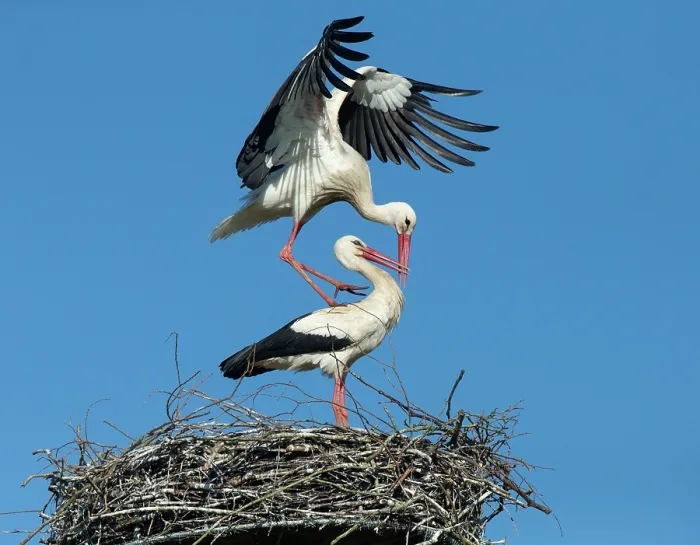 Framed Print : White storks (Ciconia ciconia) pair on nest, preparing for mating, Denmark. April