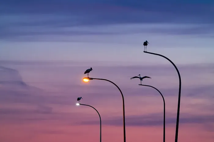 Framed Print : Four White storks (Ciconia ciconia) perched on street lights, silhouetted at dusk, Madrid, Spain. June