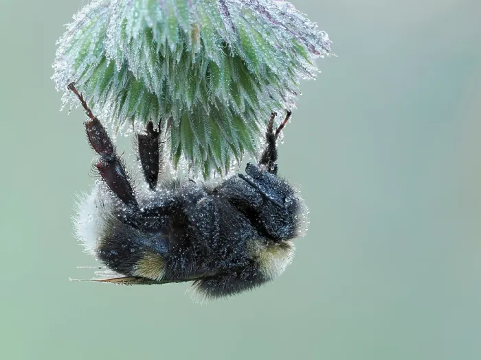 Framed Print : White tailed bumblebee (Bombus lucorum) roosting on grass seedhead at dawn with dew, Hertfordshire, England, UK. June. Focus stacked