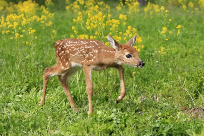 Framed Print : White tailed deer (Odocoileus virginianus), fawn age one week, captive, USA Framed Print : White tailed deer (Odocoileus virginianus), fawn age one week, captive, USA