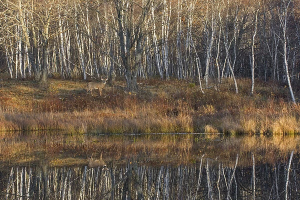 White-tailed Deer (Odocoileus virginianus) in front of forest, with reflection of trees in water