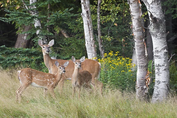 White-tailed deer (Odocoileus virginianus) mother with fawn. Acadia National Park