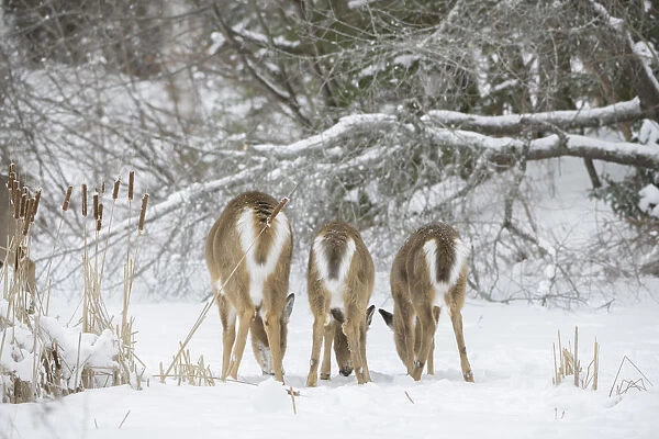 White-tailed deer (Odocoileus virginianus), doe and fawns feeding in a row on snow covered pond