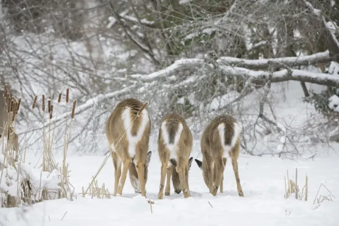 Framed Print : White-tailed deer (Odocoileus virginianus), doe and fawns feeding in a row on snow covered pond Framed Print : White-tailed deer (Odocoileus virginianus), doe and fawns feeding in a row on snow covered pond