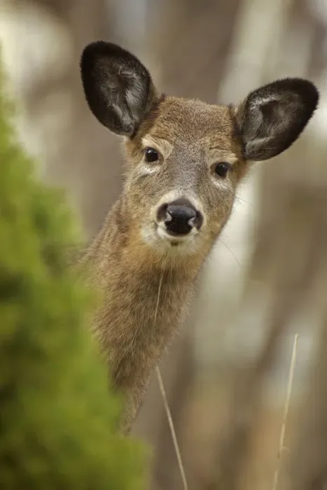 Framed Print : White-tailed deer (Odocoileus virginianus) doe. New York, USA, November