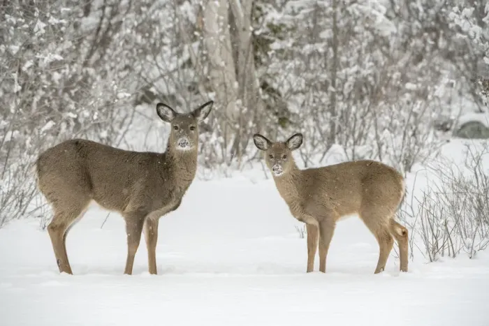 Framed Print : White-tailed deer (Odocoileus virginianus) doe and fawn standing on snow covered pond Framed Print : White-tailed deer (Odocoileus virginianus) doe and fawn standing on snow covered pond