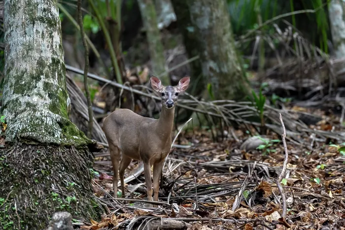 Framed Print : White-tailed deer (Odocoileus virginianus) in dry rainforest habitat, Curu wildlife refuge, Nicoya peninsula, Costa Rica Framed Print : White-tailed deer (Odocoileus virginianus) in dry rainforest habitat, Curu wildlife refuge, Nicoya peninsula, Costa Rica