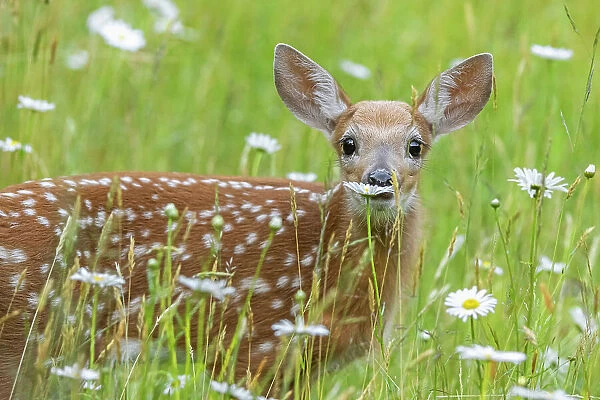 White-tailed deer (Odocoileus virginianus) fawn, standing among wildflowers and long grass, Acadia National Park, Maine, USA. June