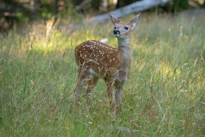 Framed Print : White-tailed deer (Odocoileus virginianus) fawn, standing in grassland, Acadia National Park, Maine, USA. July Framed Print : White-tailed deer (Odocoileus virginianus) fawn, standing in grassland, Acadia National Park, Maine, USA. July