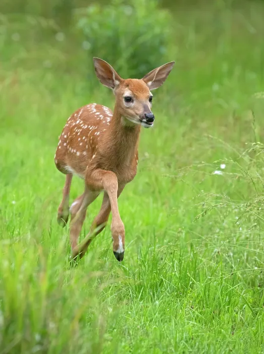 Framed Print : White-tailed deer (Odocoileus virginianus) fawn running in grass, Acadia National Park, Maine, USA. July Framed Print : White-tailed deer (Odocoileus virginianus) fawn running in grass, Acadia National Park, Maine, USA. July
