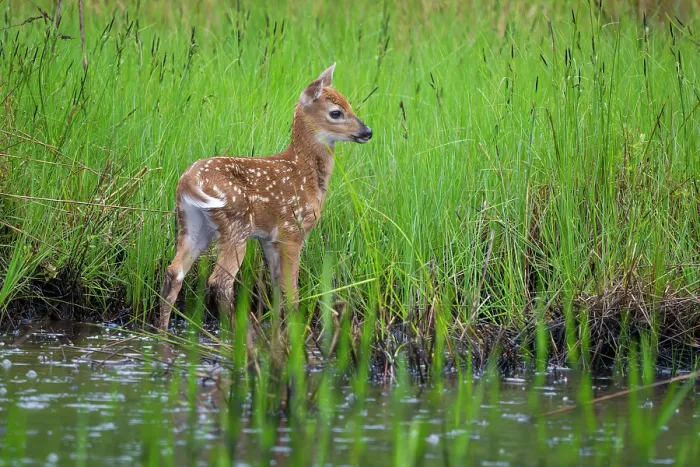 Framed Print : White-tailed deer (Odocoileus virginianus) fawn standing in a beaver pond, Acadia National Park, Maine, USA. June Framed Print : White-tailed deer (Odocoileus virginianus) fawn standing in a beaver pond, Acadia National Park, Maine, USA. June