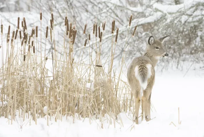 Framed Print : White-tailed deer (Odocoileus virginianus) fawn standing beside Bulrushes (Typha sp) Framed Print : White-tailed deer (Odocoileus virginianus) fawn standing beside Bulrushes (Typha sp)