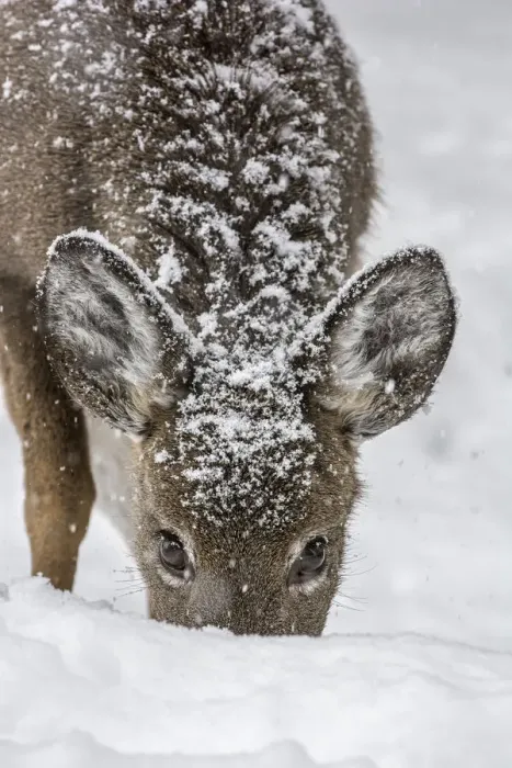 Framed Print : White-tailed deer (Odocoileus virginianus) female grazing in snow, Acadia National Park Framed Print : White-tailed deer (Odocoileus virginianus) female grazing in snow, Acadia National Park