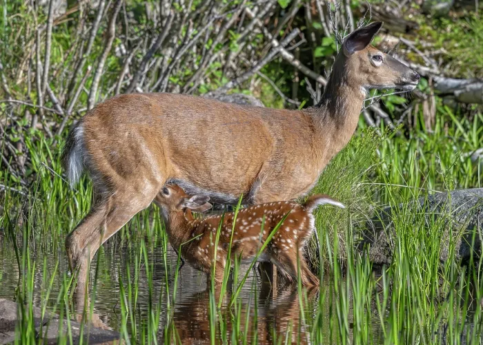 Framed Print : White-tailed deer (Odocoileus virginianus) female nursing her fawn, Acadia National Park, Maine, USA. June Framed Print : White-tailed deer (Odocoileus virginianus) female nursing her fawn, Acadia National Park, Maine, USA. June