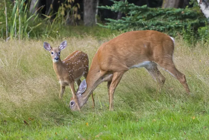 Framed Print : White-tailed Deer (Odocoileus virginianus) mother and fawn, Acadia National Park, Maine, USA Framed Print : White-tailed Deer (Odocoileus virginianus) mother and fawn, Acadia National Park, Maine, USA