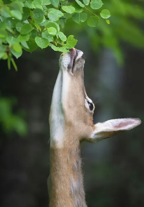 Framed Print : White-tailed deer (Odocoileus virginianus) reaching up to feed on leaves, Acadia National Park, Maine, USA. June Framed Print : White-tailed deer (Odocoileus virginianus) reaching up to feed on leaves, Acadia National Park, Maine, USA. June