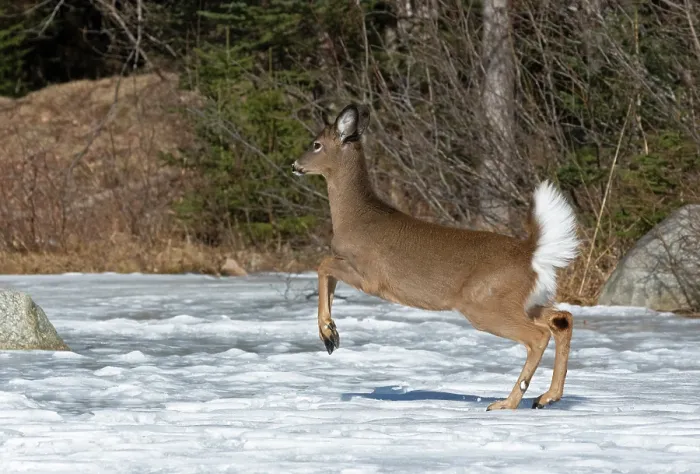 Framed Print : White-tailed deer (Odocoileus virginianus) running across a snow-covered pond, Acadia National Park, Maine, USA. March Framed Print : White-tailed deer (Odocoileus virginianus) running across a snow-covered pond, Acadia National Park, Maine, USA. March