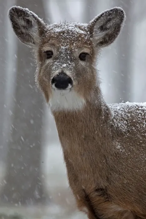 Framed Print : White-tailed deer (Odocoileus virginianus) in snow, New York, USA, winter Framed Print : White-tailed deer (Odocoileus virginianus) in snow, New York, USA, winter