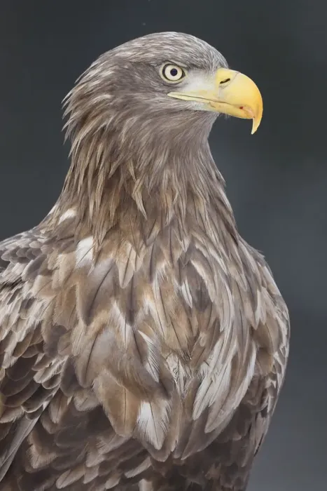 Framed Print : White tailed eagle  /  Erne (Haliaeetus albicilla) portrait, Flatanger, Nord-Trondelag