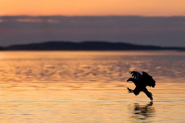 White-tailed Eagle (Haliaeetus albicilla) hunting at sunset, Norway, May