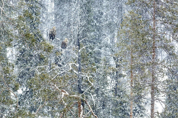 White-tailed eagle (Haliaeetus albicilla) male and female perched on tree in snow