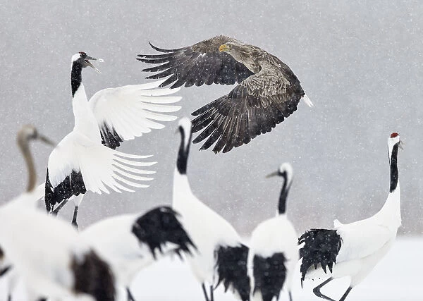 White tailed eagle (Haliaeetus albicilla) and Red-crowned cranes (Grus japonicus)