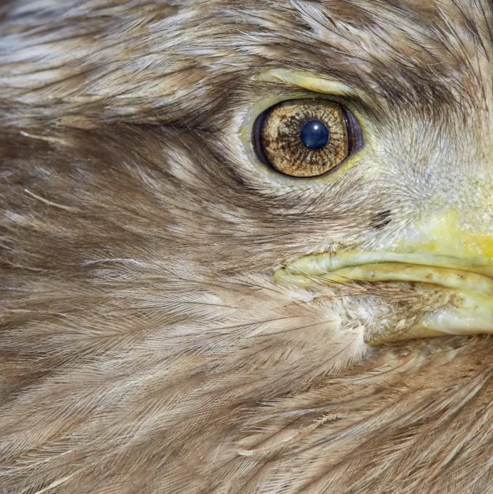 Framed Print : White tailed eagle (Haliaeetus albicilla) close up of eye and face, Hokkaido Japan Framed Print : White tailed eagle (Haliaeetus albicilla) close up of eye and face, Hokkaido Japan