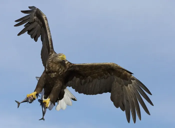 Framed Print : White-tailed eagle (Haliaeetus albicilla) with two fish in talons, Norway, October Framed Print : White-tailed eagle (Haliaeetus albicilla) with two fish in talons, Norway, October