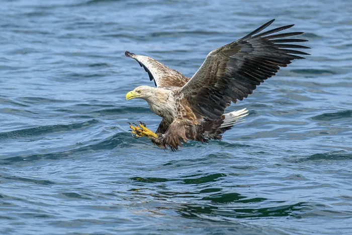 Framed Print : White-tailed eagle (Haliaeetus albicilla) fishing on Loch Na Keel, Isle of Mull, Scotland, UK. June. Controlled conditions Framed Print : White-tailed eagle (Haliaeetus albicilla) fishing on Loch Na Keel, Isle of Mull, Scotland, UK. June. Controlled conditions