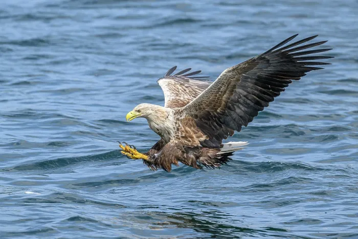 Framed Print : White-tailed eagle (Haliaeetus albicilla) fishing on Loch Na Keel, Isle of Mull, Scotland, UK. June. Controlled conditions Framed Print : White-tailed eagle (Haliaeetus albicilla) fishing on Loch Na Keel, Isle of Mull, Scotland, UK. June. Controlled conditions