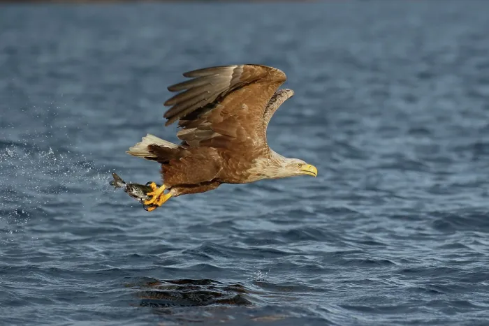 Framed Print : White-tailed eagle (Haliaeetus albicilla) fishing over the ocean, Norway. July Framed Print : White-tailed eagle (Haliaeetus albicilla) fishing over the ocean, Norway. July
