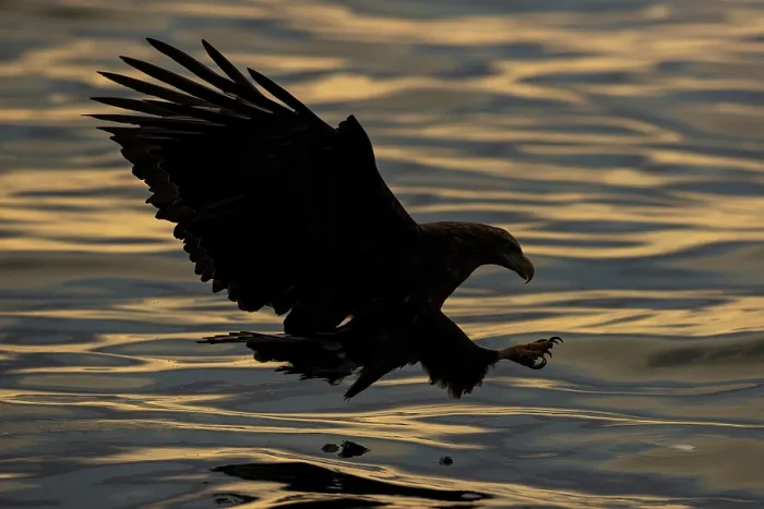 Framed Print : White-tailed eagle (Haliaeetus albicilla) fishing at sunrise, Rausu, Hokkaido, Japan Framed Print : White-tailed eagle (Haliaeetus albicilla) fishing at sunrise, Rausu, Hokkaido, Japan