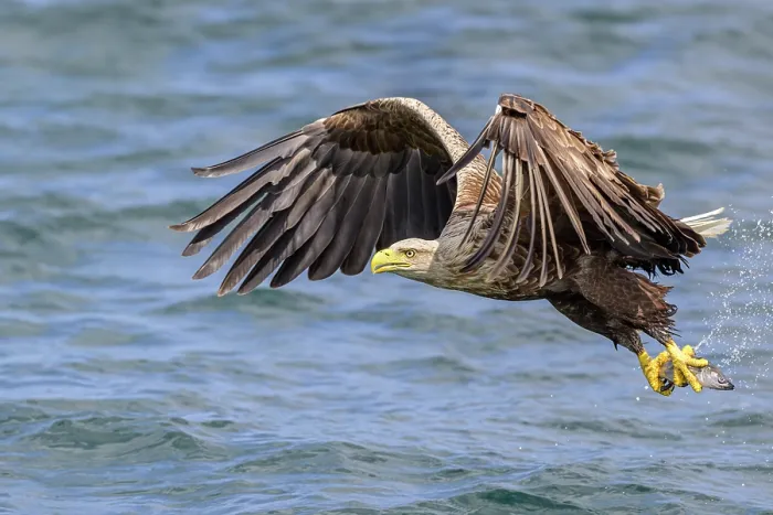 Framed Print : White-tailed eagle (Haliaeetus albicilla) fishing on surface of Loch Na Keel, Isle of Mull, Scotland, UK. June. Controlled conditions Framed Print : White-tailed eagle (Haliaeetus albicilla) fishing on surface of Loch Na Keel, Isle of Mull, Scotland, UK. June. Controlled conditions