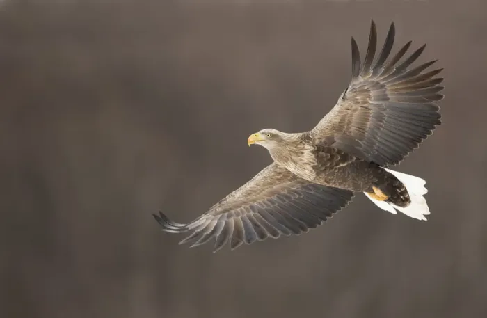 Framed Print : White tailed eagle (Haliaeetus albicilla) in flight, Rausu, Japan, February Framed Print : White tailed eagle (Haliaeetus albicilla) in flight, Rausu, Japan, February