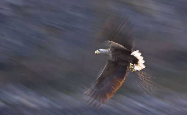 White-tailed eagle (Haliaeetus albicilla) in flight, Norway, April