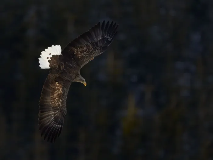 Framed Print : White tailed eagle (Haliaeetus albicilla) in flight, tail feathers caught in morning light Framed Print : White tailed eagle (Haliaeetus albicilla) in flight, tail feathers caught in morning light