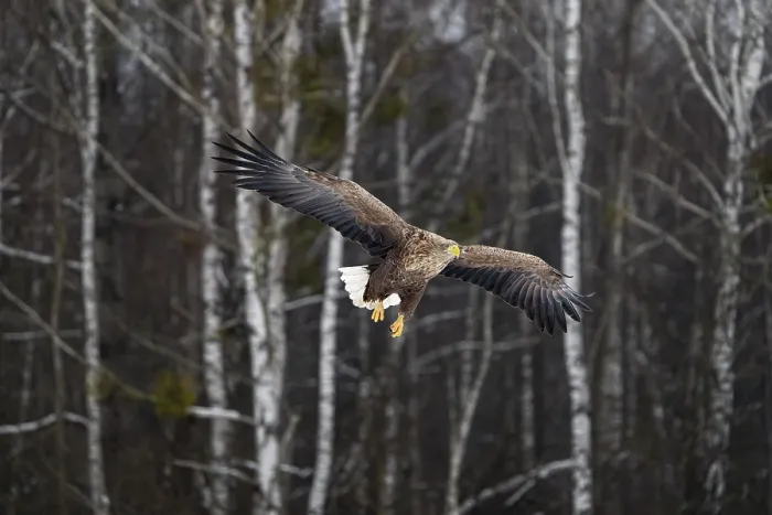 Framed Print : White-tailed eagle (Haliaeetus albicilla) in flight, Bialowieza Forest UNESCO World Heritage Site, Poland. December Framed Print : White-tailed eagle (Haliaeetus albicilla) in flight, Bialowieza Forest UNESCO World Heritage Site, Poland. December