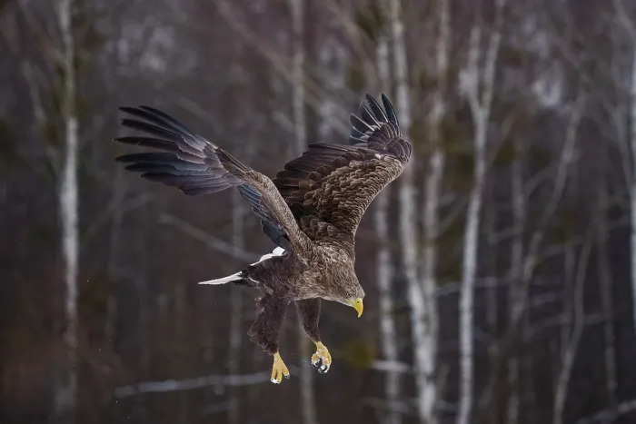 Framed Print : White-tailed eagle (Haliaeetus albicilla) in flight, Bialowieza Forest UNESCO World Heritage Site, Poland. December Framed Print : White-tailed eagle (Haliaeetus albicilla) in flight, Bialowieza Forest UNESCO World Heritage Site, Poland. December