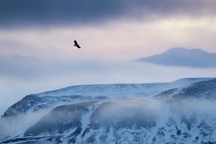 Framed Print : White-tailed eagle (Haliaeetus albicilla) in flight over mountain landscape at dusk, Iceland, January Framed Print : White-tailed eagle (Haliaeetus albicilla) in flight over mountain landscape at dusk, Iceland, January