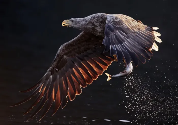 Framed Print : White-tailed eagle (Haliaeetus albicilla) flying over water with fish in talons. Norway Framed Print : White-tailed eagle (Haliaeetus albicilla) flying over water with fish in talons. Norway