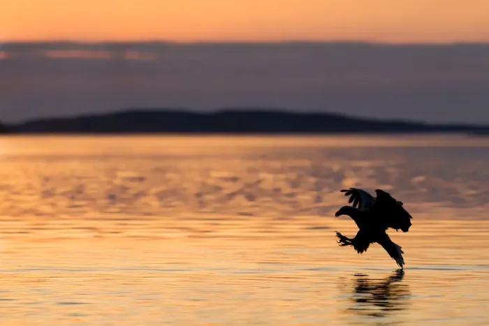 Framed Print : White-tailed Eagle (Haliaeetus albicilla) hunting at sunset, Norway, May Framed Print : White-tailed Eagle (Haliaeetus albicilla) hunting at sunset, Norway, May