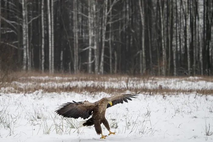 Framed Print : White-tailed eagle (Haliaeetus albicilla) landing in snowy field, Bialowieza Forest UNESCO World Heritage Site, Poland. December Framed Print : White-tailed eagle (Haliaeetus albicilla) landing in snowy field, Bialowieza Forest UNESCO World Heritage Site, Poland. December