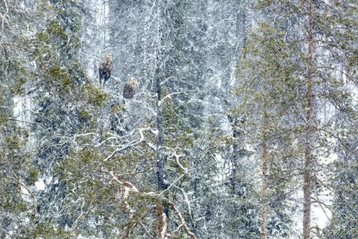 Framed Print : White-tailed eagle (Haliaeetus albicilla) male and female perched on tree in snow Framed Print : White-tailed eagle (Haliaeetus albicilla) male and female perched on tree in snow