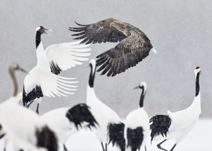 Framed Print : White tailed eagle (Haliaeetus albicilla) and Red-crowned cranes (Grus japonicus) Framed Print : White tailed eagle (Haliaeetus albicilla) and Red-crowned cranes (Grus japonicus)